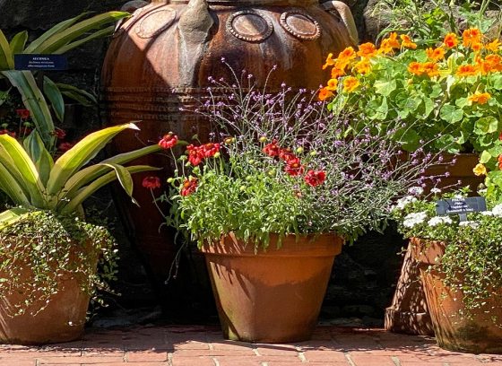 four containers of summer tropical plants in the sun