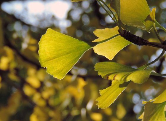 closeup of light shining through yellow ginkgo leaves