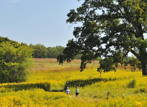a meadow in fall with blooming golden rod and a large tree with two people walking underneath