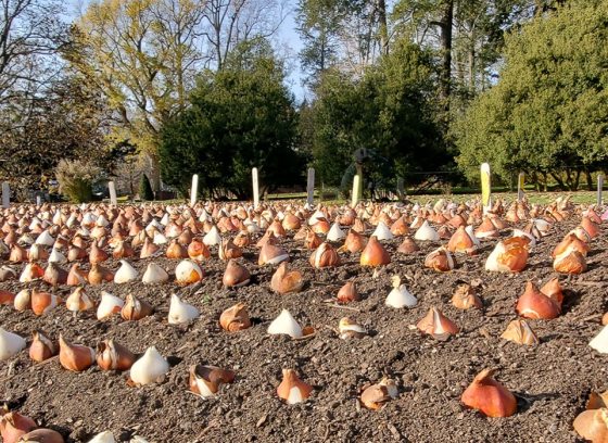 flower bulbs sitting on soil ready to plant