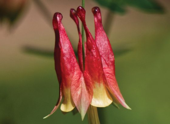 close up of bell-shaped red flowers with yellow edges