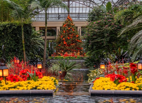 Christmas in a Conservatory with yellow and red plants behind fountains and a lit red christmas tree in the background