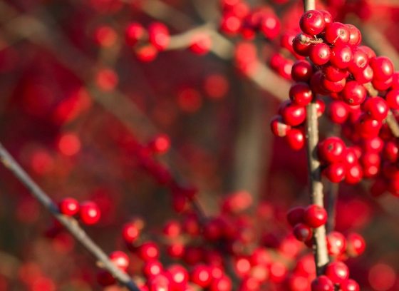 red berries on brown branches