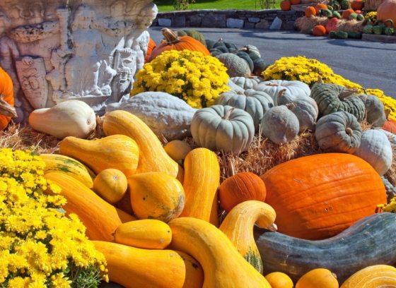 pumpkins, gourds, and yellow mums in an outdoor autumn display