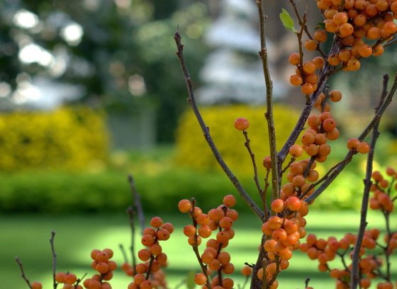 orage berries on a branch with yellow mums out of focus in the background