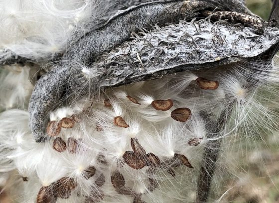 dried milkweed pod with seeds
