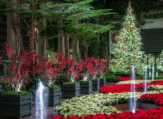 two lit christmas trees in white lights with fountains in front among pointsettia plants