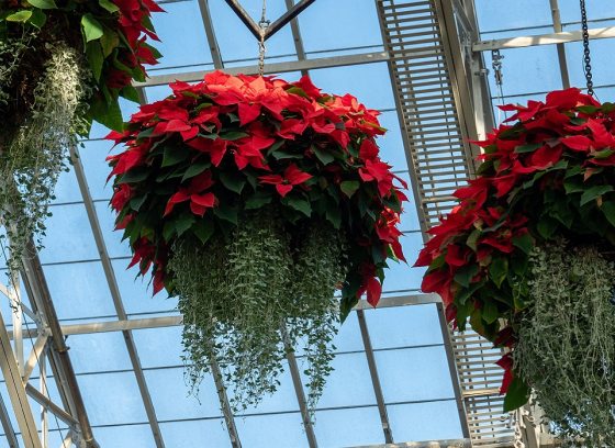 hanging floral baskets with poinsettia and green ivy at the bottom
