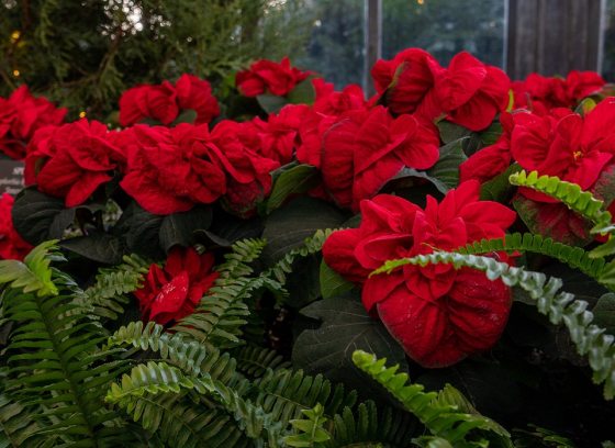dozens of red poinsettias with green ferns
