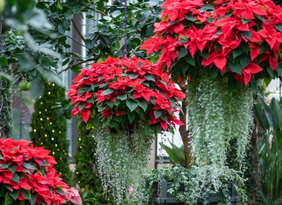 hanging baskets of red poinsettias
