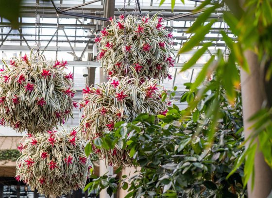 flower baskets hang from the ceiling of the conservatory