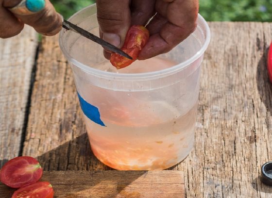 a person's hand with a knife cutting a small tomato