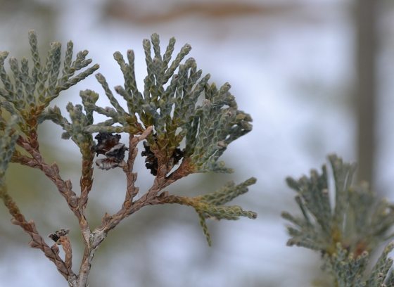 image of a evergreen tree branch in winter