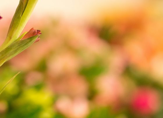 blurry background image of bouquets of flowers