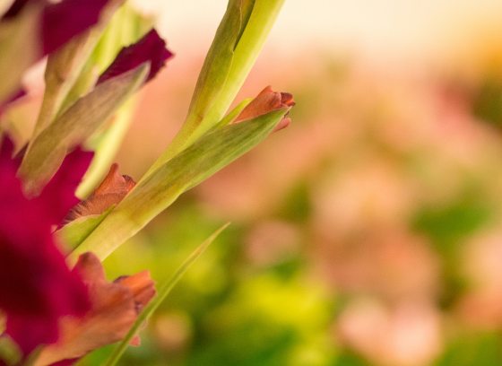 blurry background image of bouquets of flowers