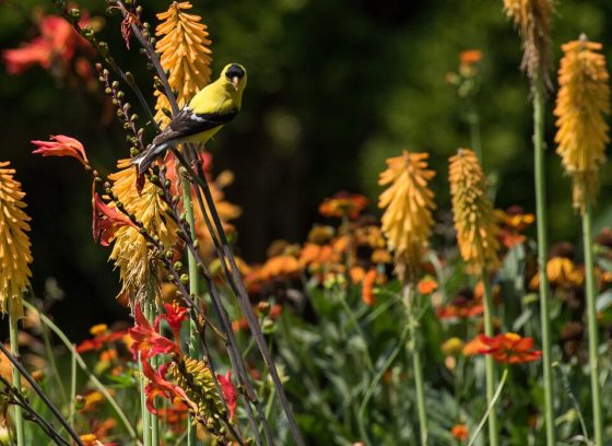 a yellow finch sitting on a flower 