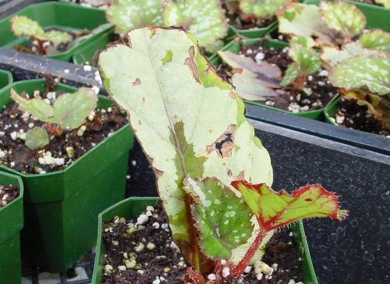 image of begonia seedlings in green plastic containers