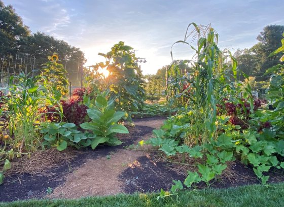 vegetable garden showing different heights and varieties of crops