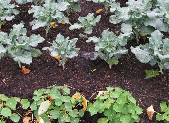 image of vegetables plants in a garden