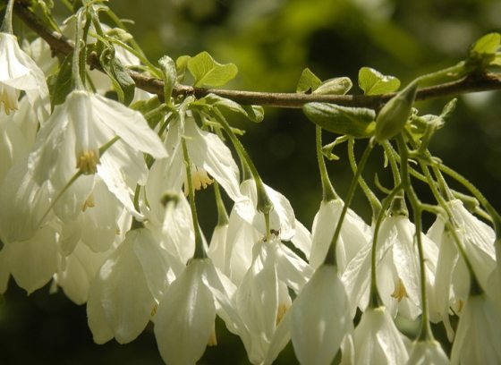 close up of a branch of a flowering tree with small white blooms