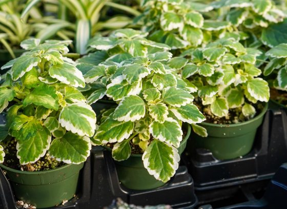rows of small foliage plants in pots