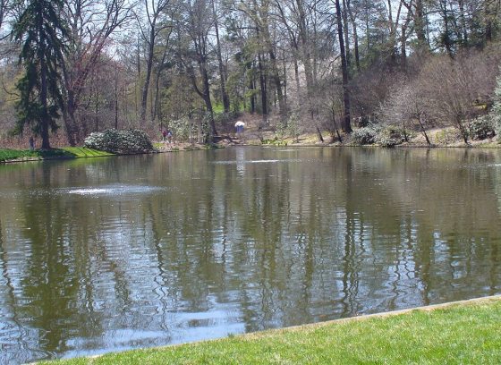a large pond with trees on the side