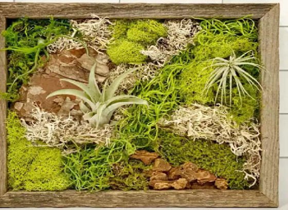 close up of a variety of mosses in a wood frame