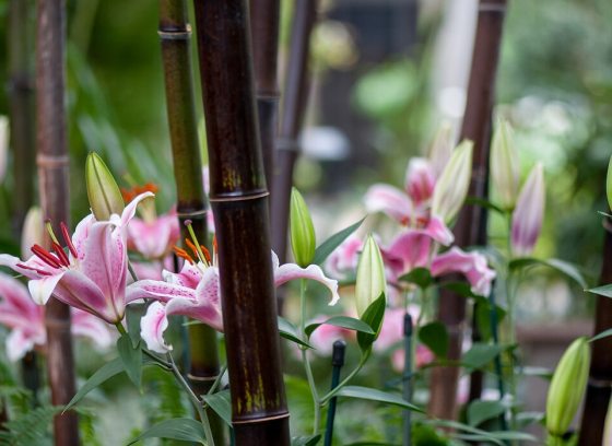 stalks of chocolate bamboo with pink lilies between the stalks