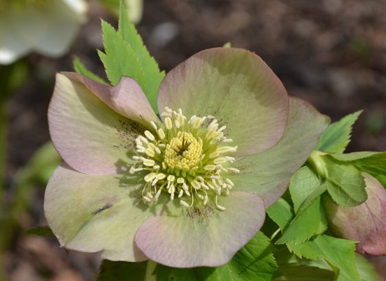 a close up image of a hellebore flower with green and pink petals