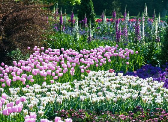 a flower garden of pink, white, and purple tulips