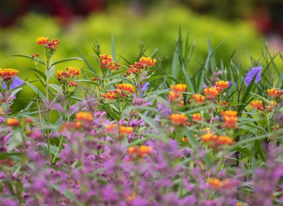 a bed of spring flowers in oranges, purples and greens