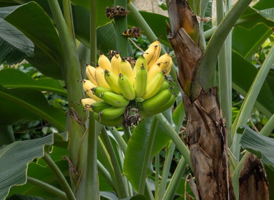 a banana tree with a bunch of ripe bananas growing