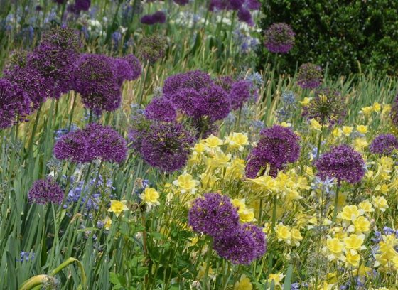 a garden full of purple alliums and yellow flowers 