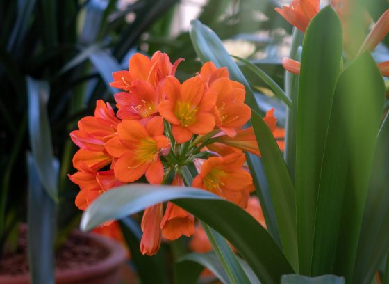 closeup of umbel of bright orange flowers with yellow throat and dark green sword-shaped foliage