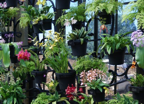 Potted orchids line the windows of the Orchid House
