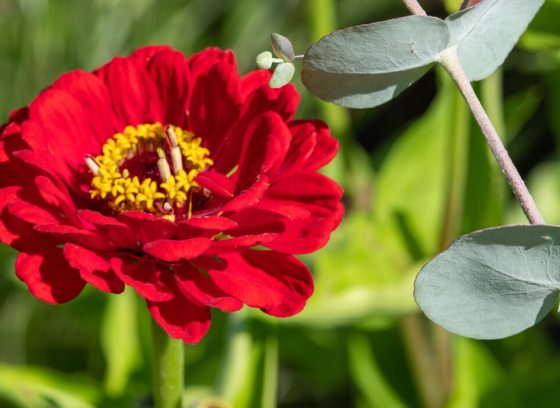 a bright red zinnia in the center of the photograph with a stem of eucalyptus next to it