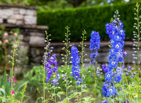a garden image with a stone wall in the background and blue tall flowers in the foreground