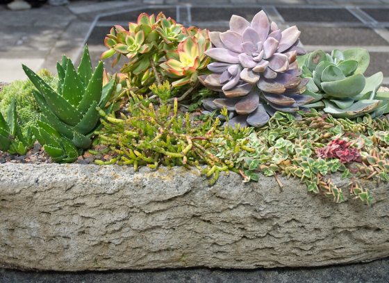 a stone container of succulent plants