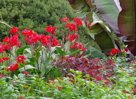 a garden in bloom with a variety of red flowers