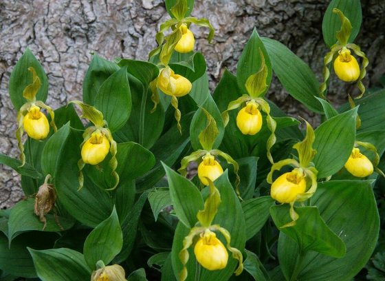 yellow orchids growing in a forest
