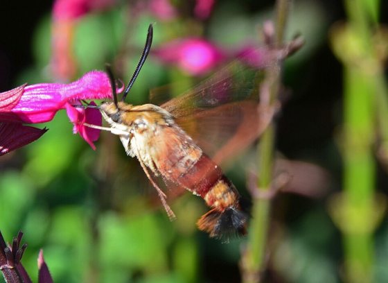 a brown moth in flight next to a pink blooming flower