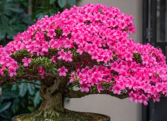 Rhododendron bonsai in bloom with bright pink flowers