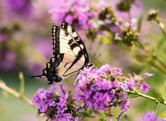 Eastern Tiger Swallowtail butterfly lands on purple phlox
