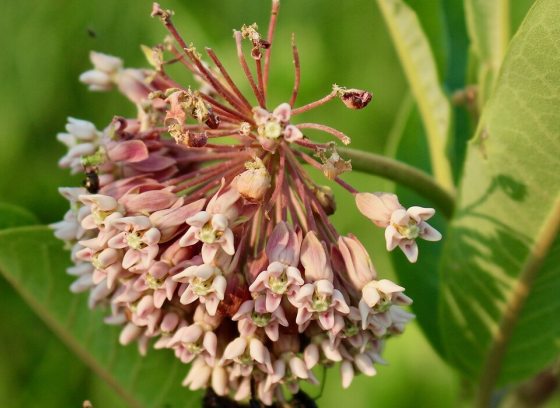 A close up of a milkweed plant in bloom.