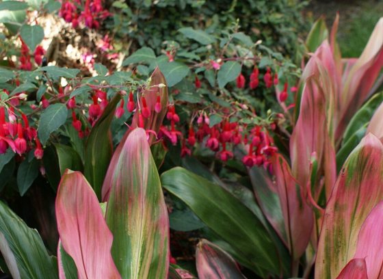 tropical plants in red and pink tones