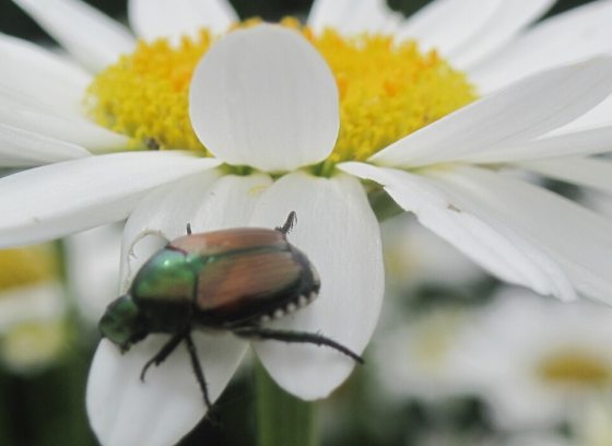 a beetle sitting atop the white petal of a flower
