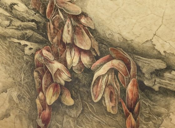 a botanical sketch  of sticks and leaves on vellum