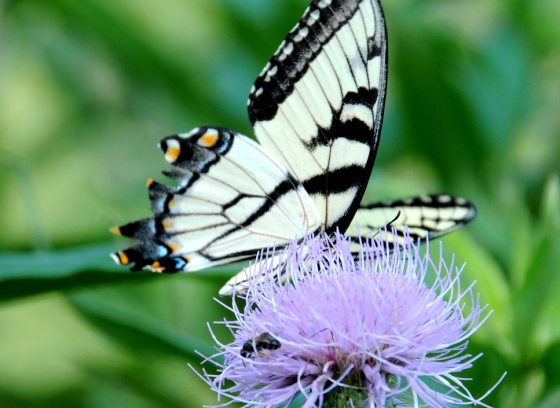 A yellow and black butterfly onto of a purple thistle plant.