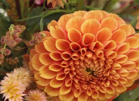 A close up of orange colored dahlias. 