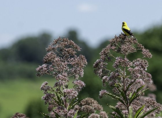 A black and yellow bird sitting atop joe-pye weed plant in bloom.